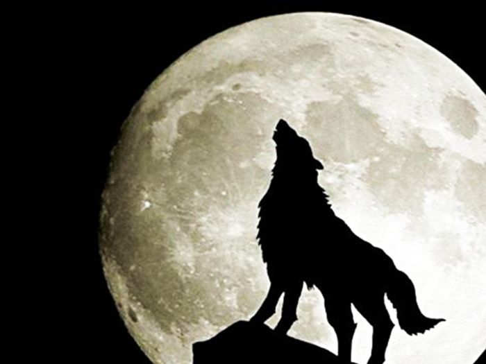 満月に吠える狼